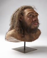 Rekonstruktion Homo heidelbergensis